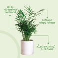 thumbnail image 6 of American Plant Exchange Areca Palm Houseplant in 10" Pot, Pet Friendly, Air Purifying, 6 of 6