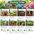 thumbnail image 3 of 2 Hosta Rhizome-Hosta Roots,Low‑Maintenance, Easy‑Grow for Garden Beds,Borders,Plant Pots & Planters, 3 of 4
