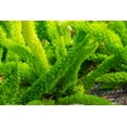 thumbnail image 3 of Foxtail Fern  3 Extra Large 3 Gallon Plants  Asparagus densiflorus 'Meyersii'  Lush Texture  Architectural Greenery, 3 of 9