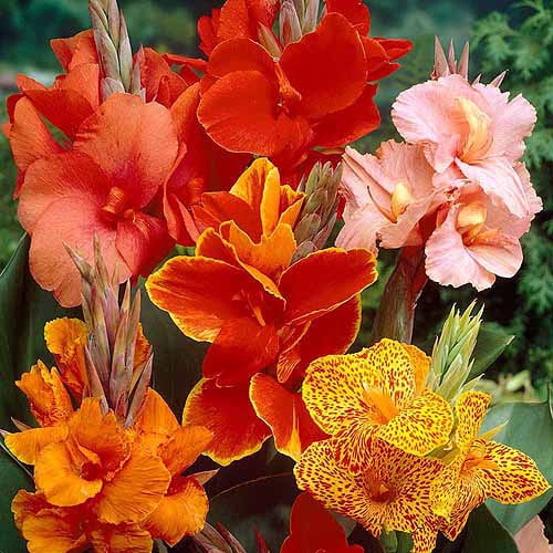 Bloomsz Canna Flower Bulbs / Roots Mixed, 7pk