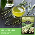 thumbnail image 3 of 5 packs Lemongrass Seeds - Non-GMO Heirloom Full Sun Perennial Herb, 3 of 8