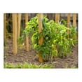 thumbnail image 3 of 3 Ft. Wooden Garden and Sign Post Stakes (25-Pack), 3 of 4