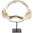 thumbnail image 1 of Design Toscano SD1130959 Shark Jaws Jagged Teeth Statue on Display Stand, 16 Inch, Bone, 1 of 4