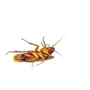 Enforcer Roach Ridd with Boric Acid 16 oz Roach Ant Silverfish Killer Powder