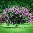 thumbnail image 6 of Crape Myrtle Catawba  1 Extra Large 3 Gallon Plant I Purple Flowering Lavender-Purple Summer Blooms, Drought-Resistant Live Tree, 6 of 8