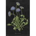 thumbnail image 2 of Wild Apple Portfolio 11x14 Gold Ornate Wood Framed with Double Matting Museum Art Print Titled - Botanical on Black Chart VII, 2 of 4