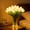 White-5 flowers, variant on Radiant Romantic Tulip Light, Artificial Tulip Night Light Flower Lamp for Bedroom and Table Decor, Flowers only; vase is not included.