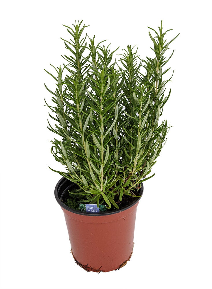 Rosemary Herb 5" pot Great Herb Plant for Indoors/Out Live Plant
