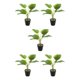 thumbnail image 2 of Planta de tortuga Billuyoard ecológica bajo mantenimiento decoración hogar oficina JH5472, 2 of 6