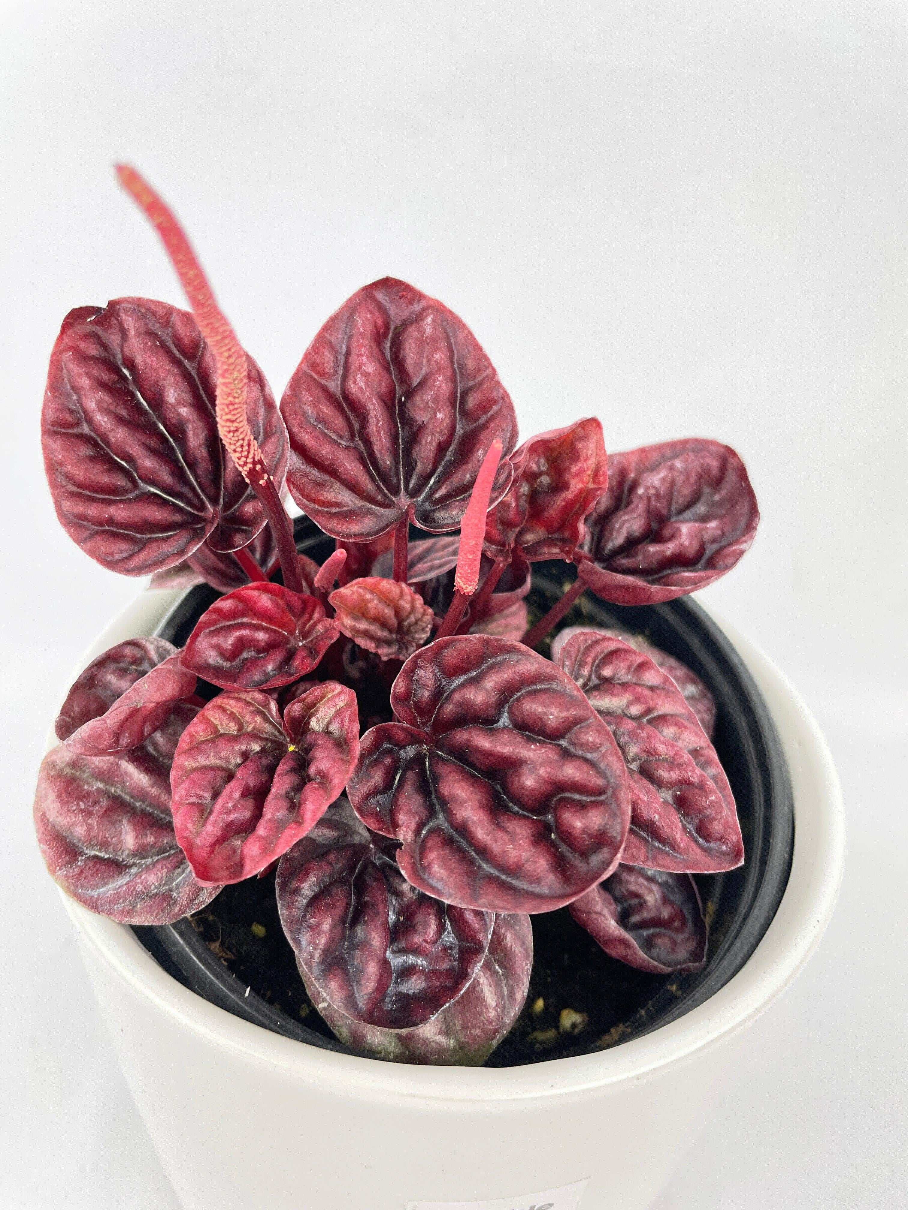 Peperomia Caperata 'Schumi Ripple Red' - Live Air-Purifying Indoor Plant in Nursery Pot – Easy Care, Low Maintenance Houseplant for Home & Office Decor, Natural Air Cleaner, Best for Beginners (6"Pot)