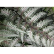 Classy Groundcovers, Japanese Red Painted Fern, Painted Lady, Burgundy Lace Fern (25 Pots, 3 1/2 inch square)