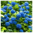 thumbnail image 2 of Nikko Blue Hydrangea Plant – Large Blooming Shrub with Blue and Lavender Flowers, 2 of 6