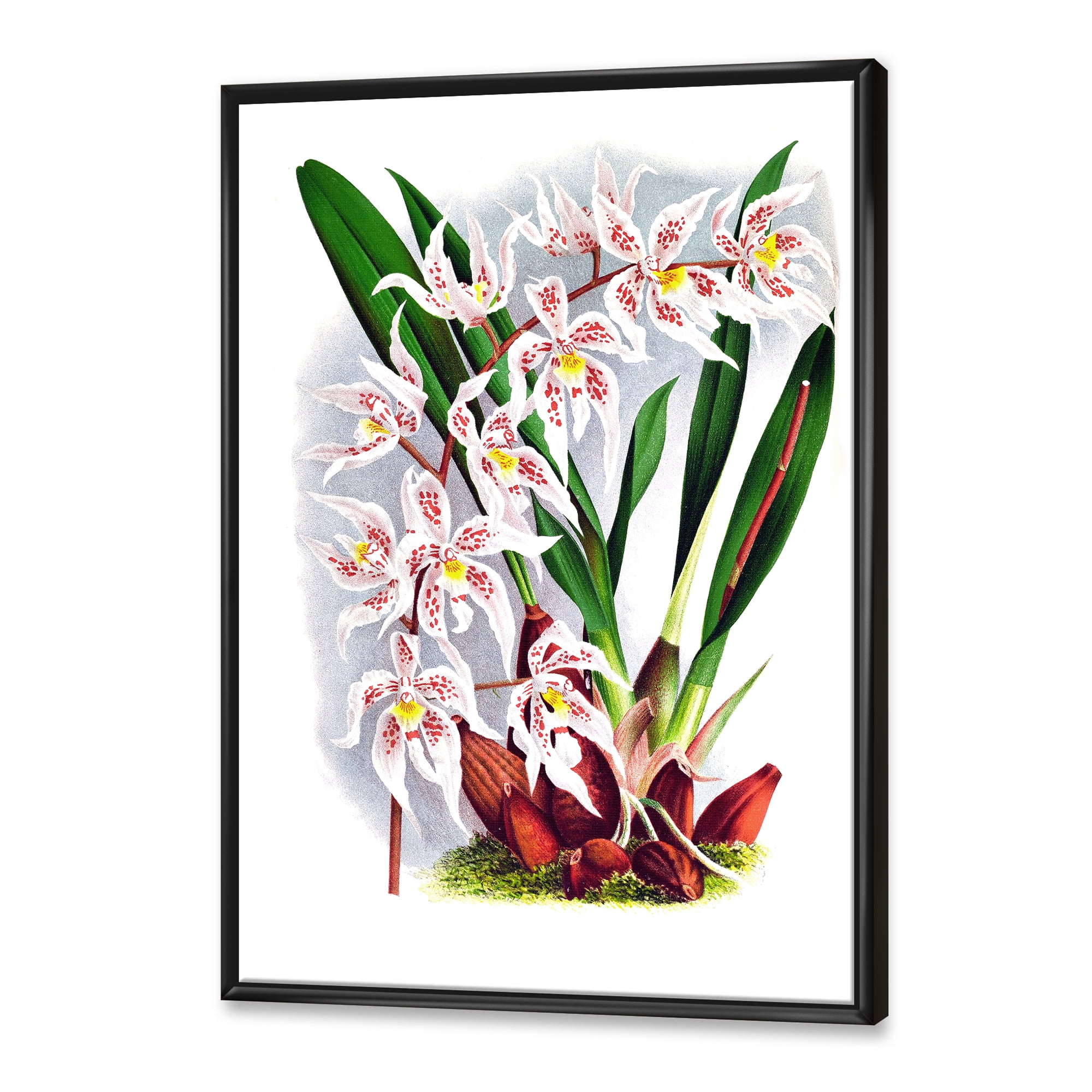 Designart 'White Vintage Orchid Flower II' Traditional Framed Canvas Wall Art Print