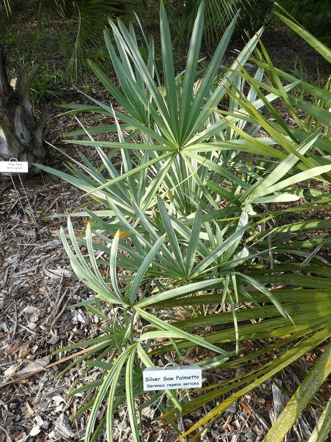 Silver Saw Palmetto - 5 Live Starter Plants - Serenoa Repens Silver - Native Ornamental Palms from Florida