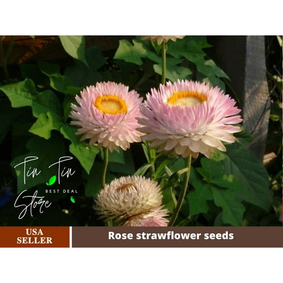 100  Seeds| Silvery Rose Strawflower Seeds-#K007-Authentic Seeds-Flowers-Seeds-Rose seeds-Herb seed-Vegetable Seeds-Mix Seeds for Plant-B3G1