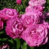 Own-Root One Gallon Heirloom Hybrid Tea Rose by Heirloom Roses