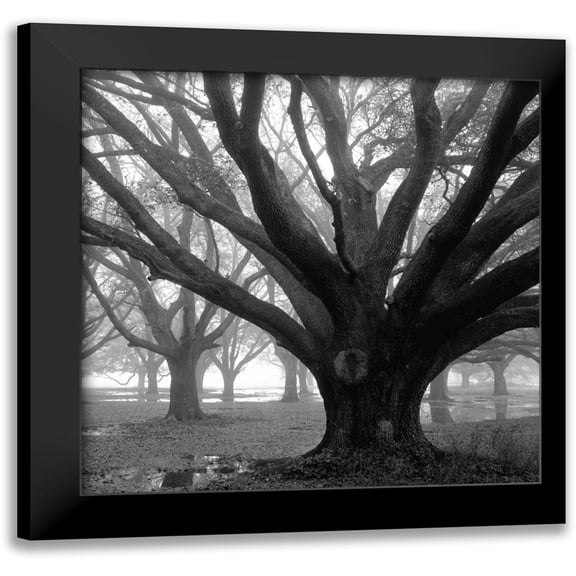 Guion, William 12x12 Black Modern Framed Museum Art Print Titled - Oak Grove, Winter