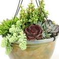 thumbnail image 3 of Element 12IN Live Plant Succulent Hanging Basket Mixed Varieties Live Plants, 3 of 8