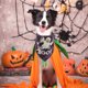 thumbnail image 5 of Bandana para mascotas de fiesta de Halloween, bandana triangular ligera para perros, bufanda de cuello para mascotas con temática de Halloween, 5 of 6