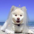thumbnail image 2 of KAKOWELY Corona para mascota, velo de novia, velo de novia, decoración para el pelo de mascota, adorno de boda para mascota, 2 of 5