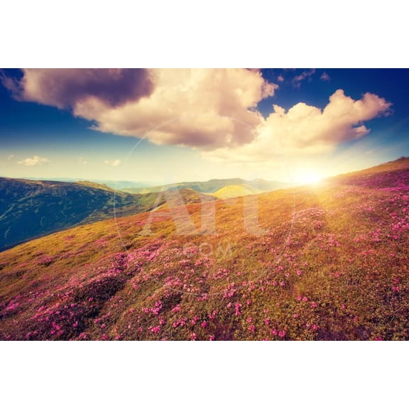 Magic Pink Rhododendron Flowers Dramatic Scenery Carpathian, Ukraine, Europe Beauty World Retro, Unframed Photographic Print Wall Art by Leonid Tit Sold by Art.Com