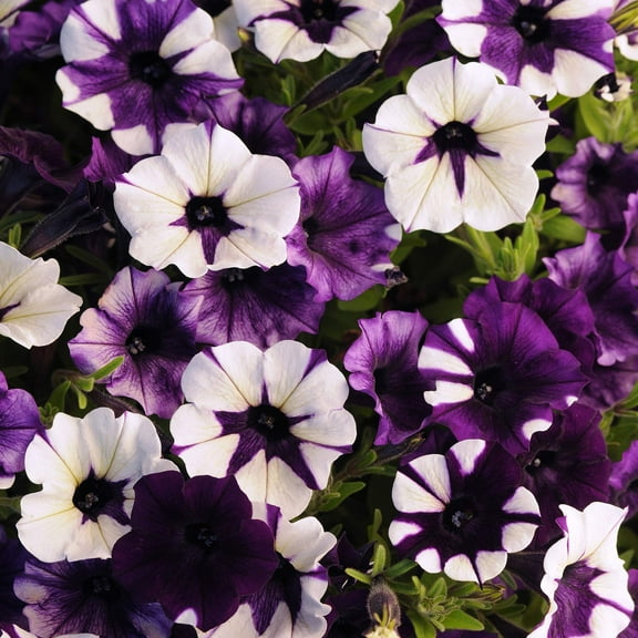 Outsidepride Purple Tie Dye Shock Wave MVR1 Petunia Seeds - Annual, Compact & Spreading Flower Seeds for Planting Low Growing Vibrant Blooms, Garden Beds, Hanging Baskets & Container Displays