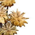 thumbnail image 4 of Vickerman 20" Natural Plumosum Head attached to a Brown Stem, 9 stems, Dried, 4 of 4