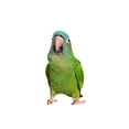 thumbnail image 2 of Blue Crown Conure Wall Mural by Wallmonkeys Peel and Stick Graphic (48 in W x 32 in H) WM351244, 2 of 4