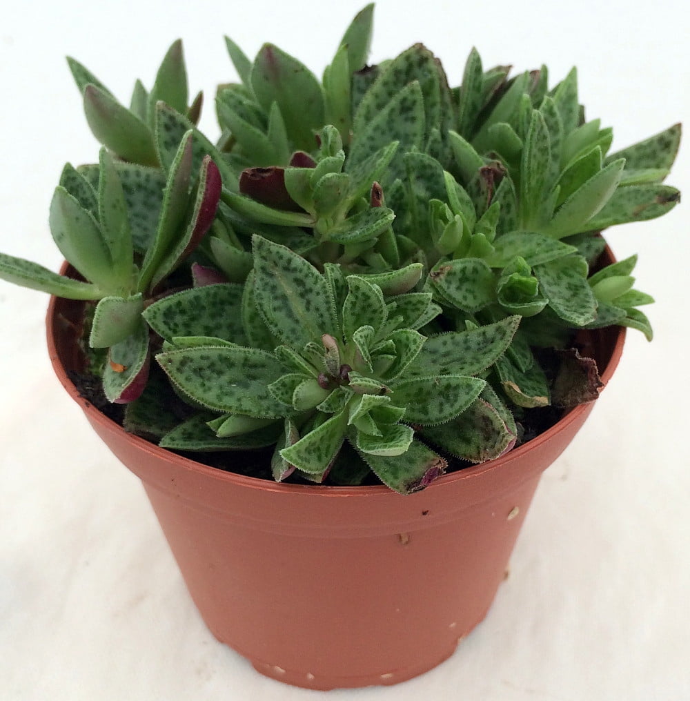 Miniature Tiger Jade Plant Crula Easy To Grow House Miniature Tiger Jade Plant Crula Easy To Grow House 2 5 Pot