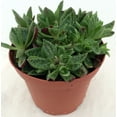 thumbnail image 3 of Miniature Tiger Jade Plant - Crassula - Easy House Plant - 2.5" Pot, 3 of 3