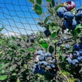thumbnail image 3 of 15m X 15m Bird Protection Net Bird Net Plant Net Pond Net Garden Net For Garden,5 X 5 Cm Large Holes,2024 Ping 26-27s, 3 of 5