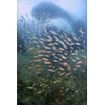 thumbnail image 2 of Shimlock, Jones 23x32 Black Ornate Wood Framed with Double Matting Museum Art Print Titled - Schooling fish over black coral, Papua, Indonesia, 2 of 4