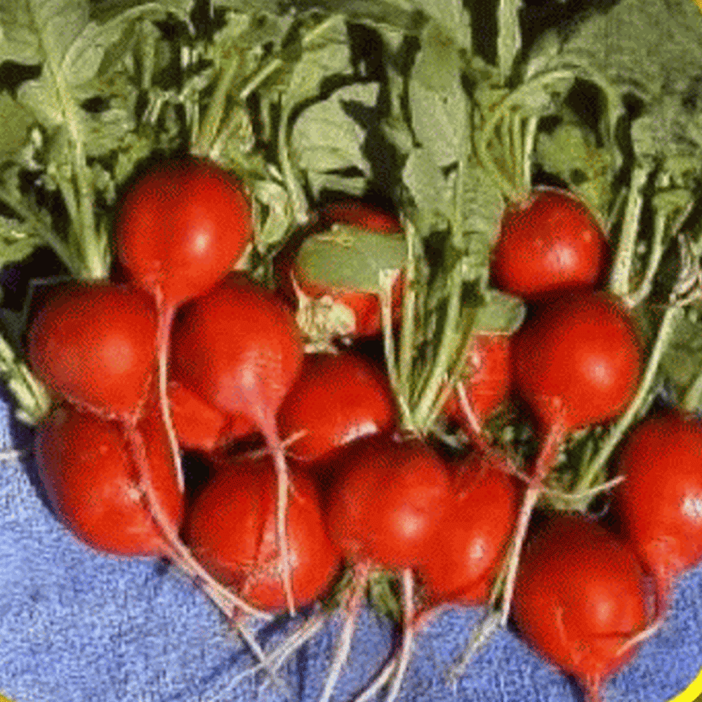 Early Scarlet Globe Radish Seeds 200 SEEDS NON-GMO 