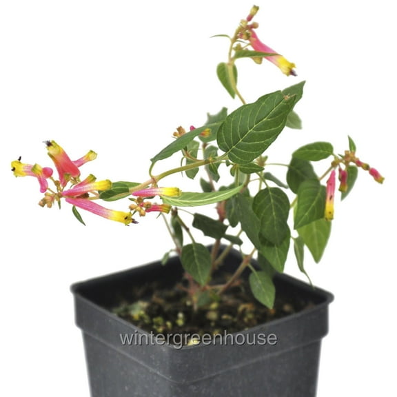 Cuphea Cyanea Ashevilla, Pink Cigar Plant, Funny Face - Pot Size: 3" (2.6x3.5") - Flowers