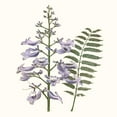 thumbnail image 3 of Vision Studio 20x20 Black Modern Framed Museum Art Print Titled - Graceful Botanical III, 3 of 5
