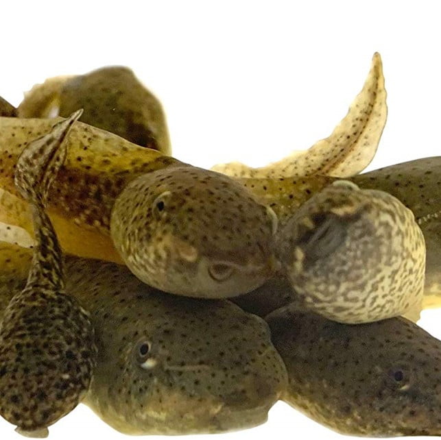 Bullfrog Tadpoles by Toledo Goldfish