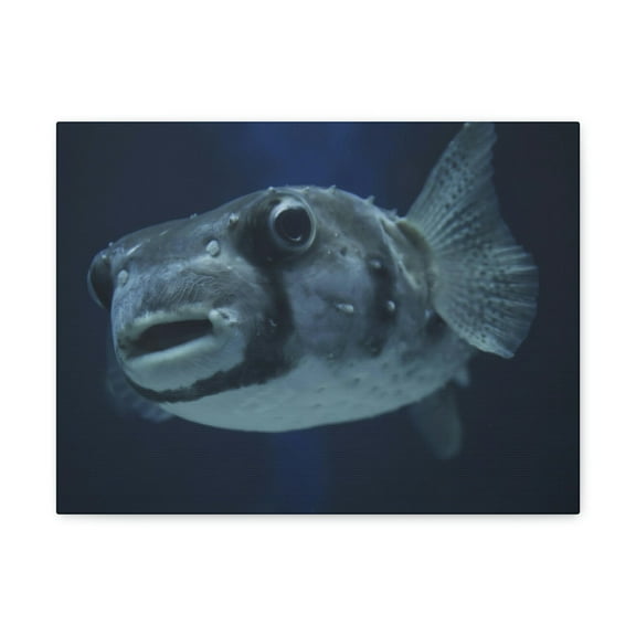 Blowfish Hunting Blowfish on Hunt Print Animal Wall Art Wildlife Canvas Prints Wall Art Ready to Hang Unframed