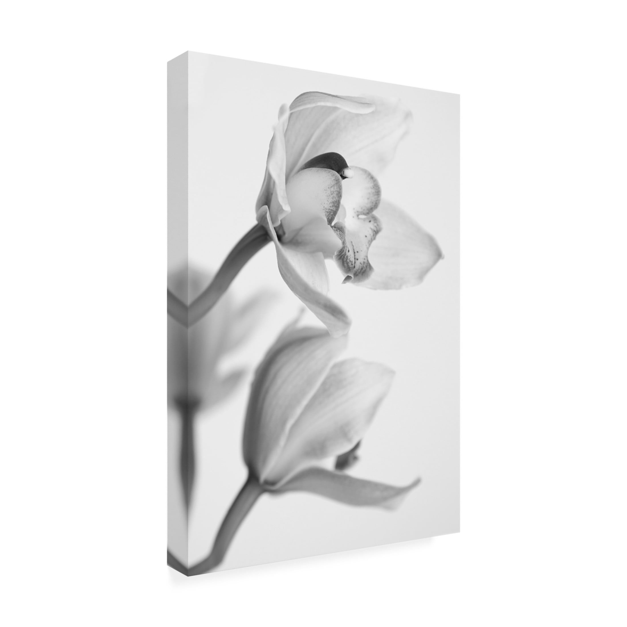 Canvas Wall Art - Igor Mandich 'Orchid' Wall Art for Living Room, Bedroom, or Office Décor by Trademark Fine Art - 12 x 19 Inches