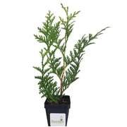 Thuja Green Giant Arborvitae 3 Inch Pot, Lot of 60