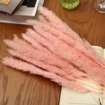 thumbnail image 2 of Hierba De Pampa Pequeña Seca Natural, Decoración Phragmites Communis Para El Hogar, Hotel, Boda (Rosa, 15 Piezas) Muyoka Hogar, 2 of 6