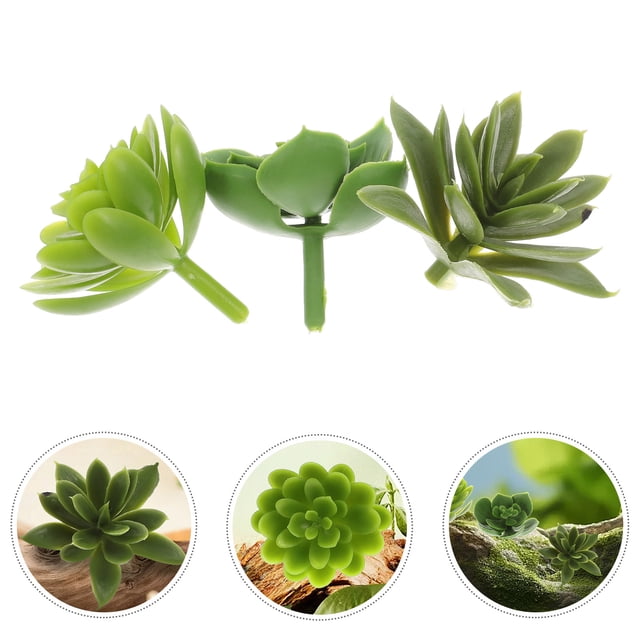 HEANUJJ 3Ud Natural De Succulent Twig Decorativo Para Macetas Y Eventos