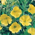 thumbnail image 3 of 110 seeds| EveningPrimrose seeds, - Authentic Seeds ~ GMO Free ~Seeds~Flower seeds~ Vegetable seeds~ Asian Garden~ Flowers~Herbs B5G1 #6010, 3 of 5