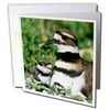 3dRose Killdeer adult with 2 nestlings, Marion Co., Illinois - Greeting Cards, 6 by 6-inches, set of 6