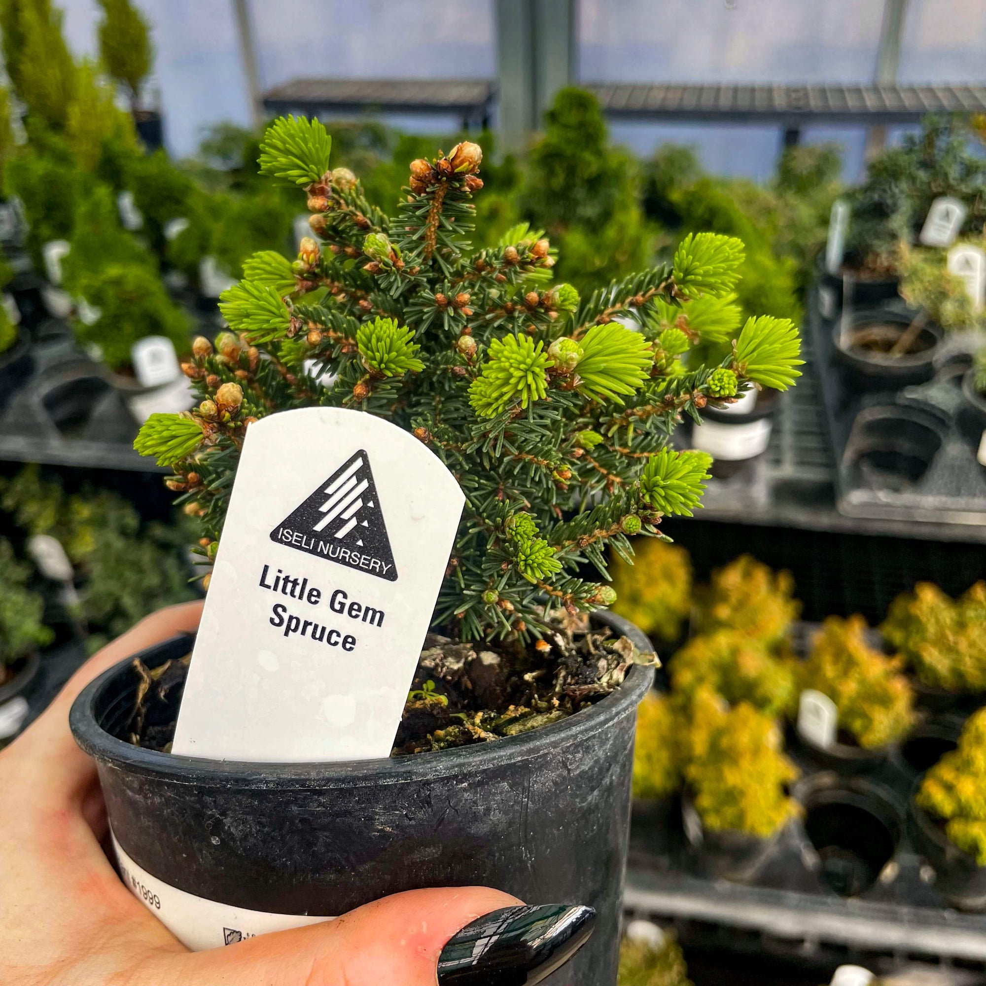 Little Gem Norway Spruce, Live Plant, 4" Growers Pot