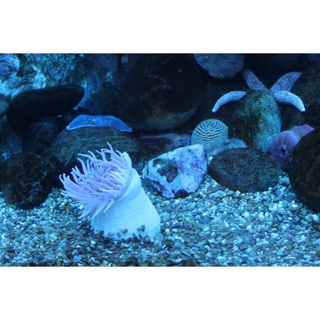 LAMINATED POSTER Anemone Reef Aquarium Sea Sea Animal Underwater Poster Print 24 x (Best Anemone For Reef Tank)