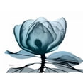 thumbnail image 3 of Koetsier, Albert 14x12 Black Modern Framed Museum Art Print Titled - Midnight Magnolia 1, 3 of 5