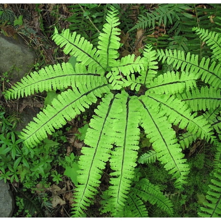 Hardy Northern Maidenhair Fern - Adiantum pedatum - 4" Pot