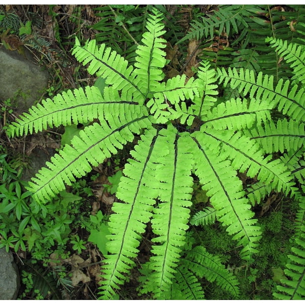 Hardy Northern Maidenhair Fern Adiantum pedatum 4" Pot Walmart