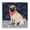Pug Hibiscus Bone, variant on Stupell Industries Contemporary Happy Puppy in Bathtub Canvas Art, 17 x 17, by CAD Designs