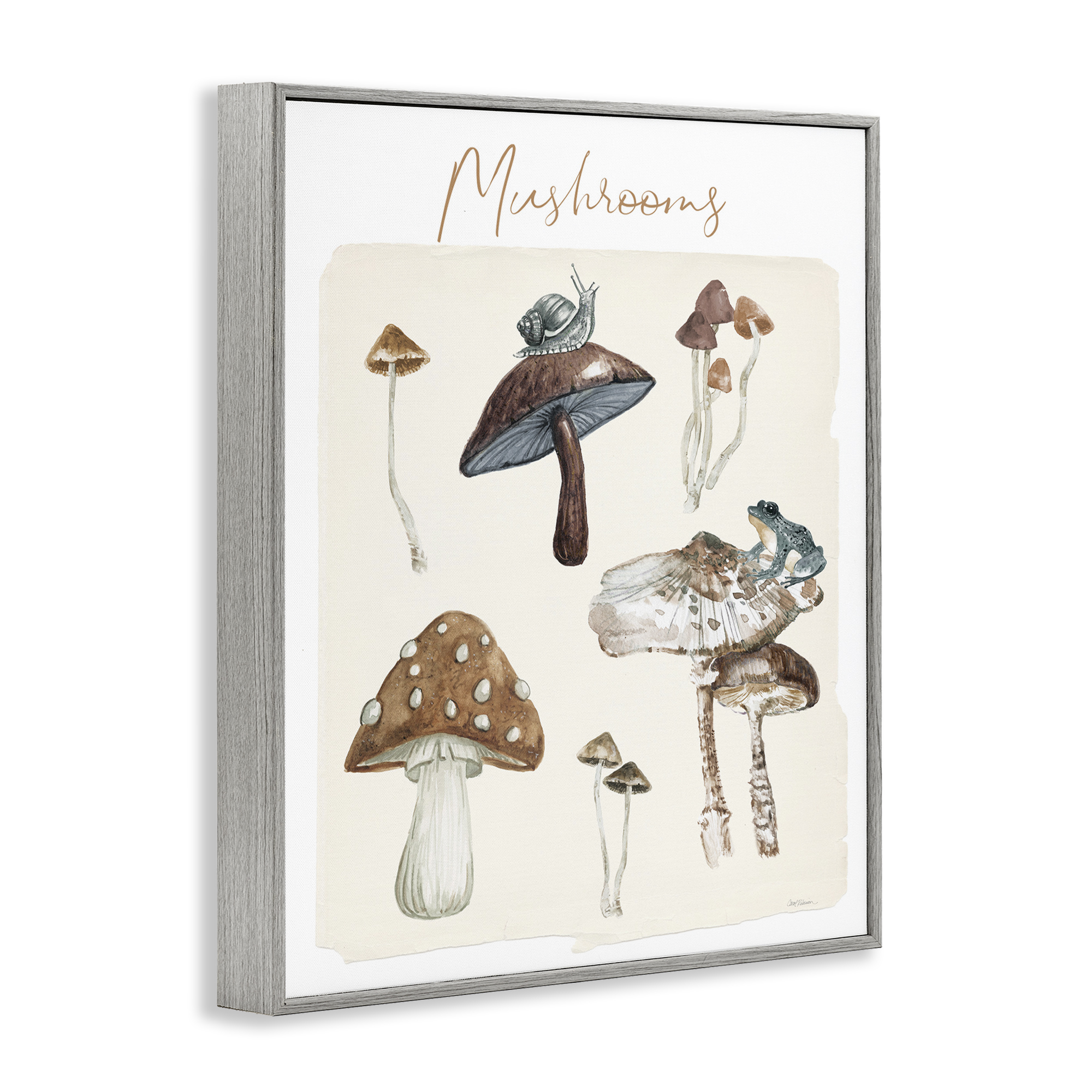 Stupell Industries Assorted Mushrooms Study Botanical & Floral Painting Gray Framed Art Print Wall Art, 24 x 30
